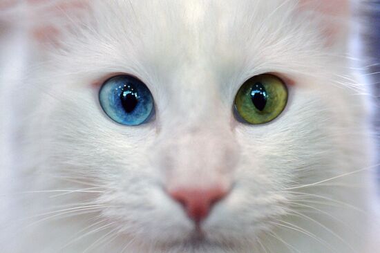 InfoKot 2014 International Cat Show