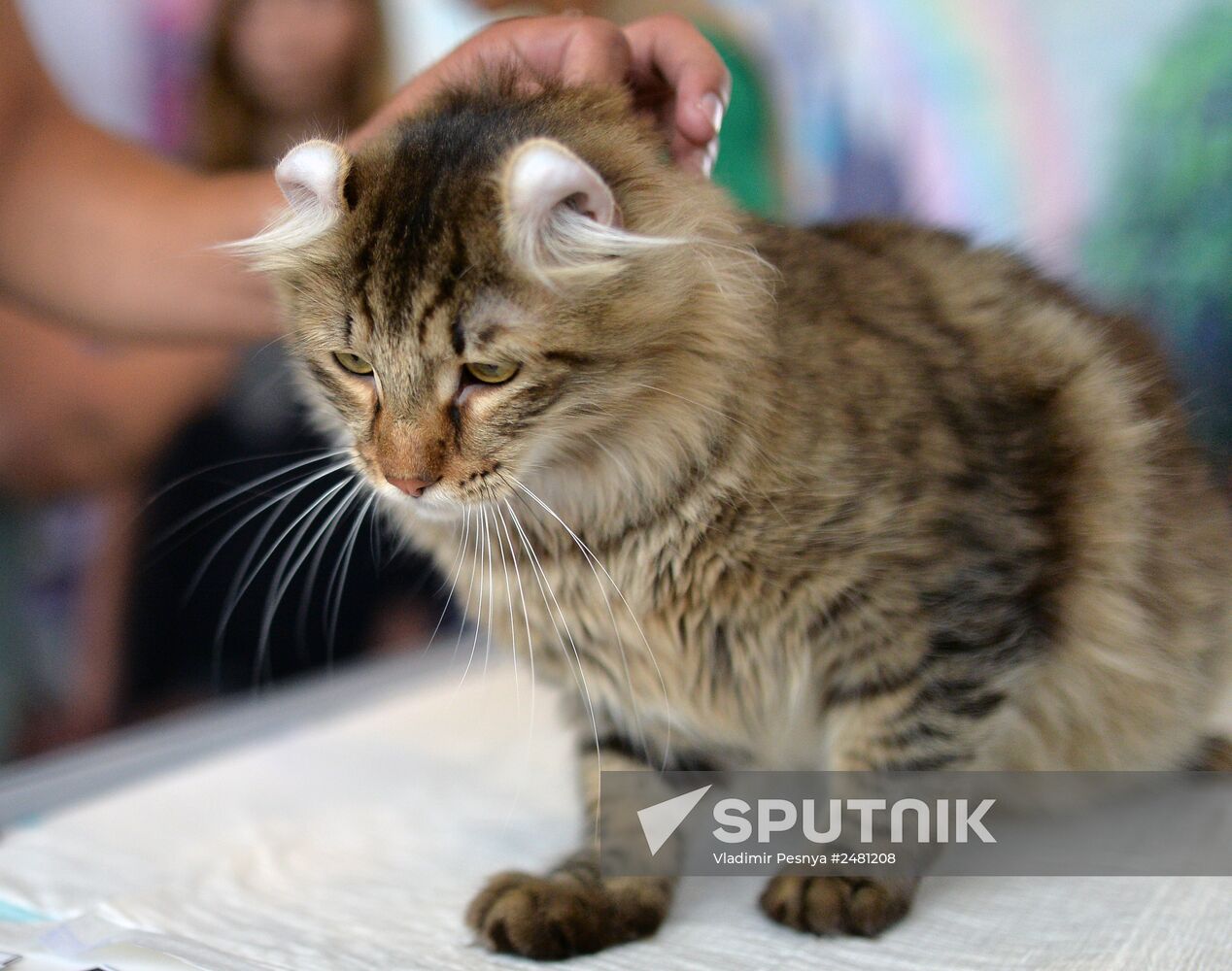 InfoKot 2014 International Cat Show