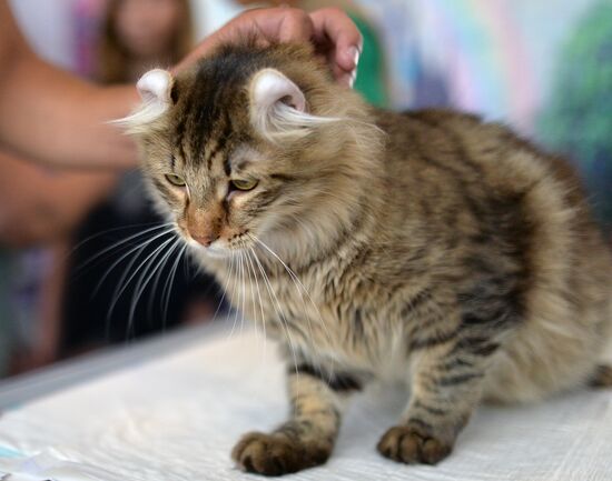 InfoKot 2014 International Cat Show