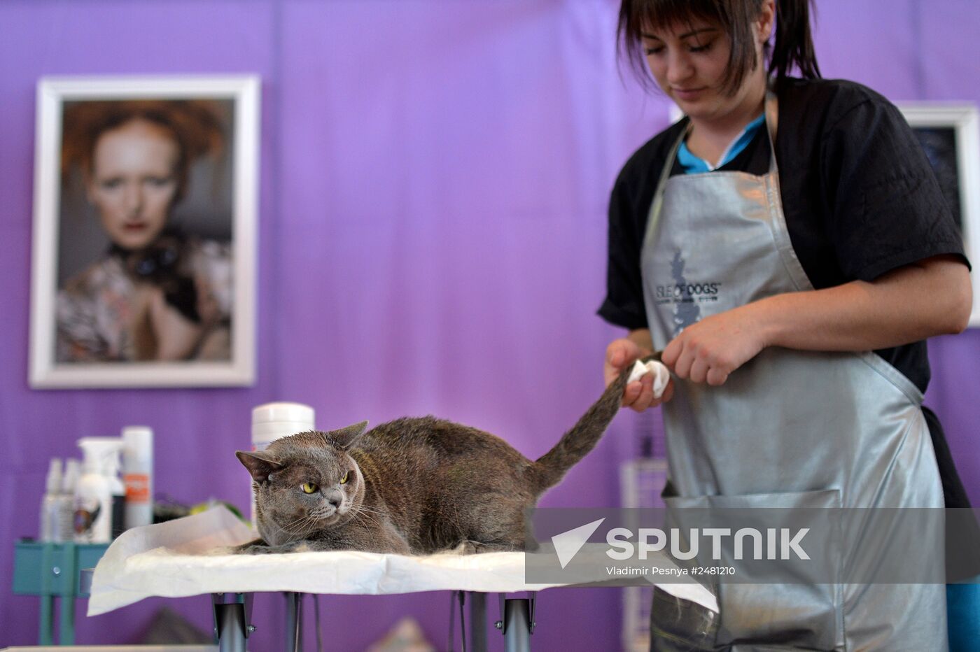 InfoKot 2014 International Cat Show