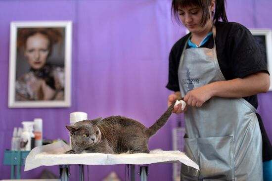 InfoKot 2014 International Cat Show
