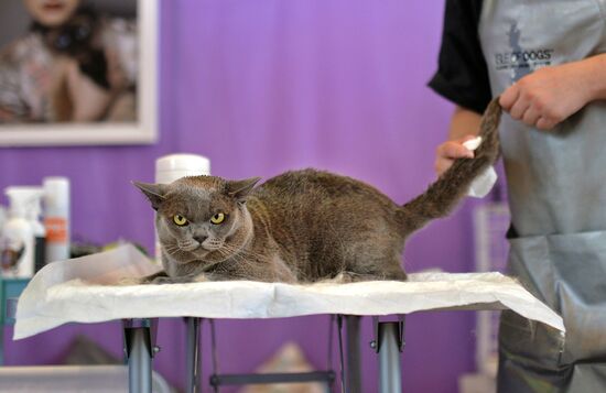 InfoKot 2014 International Cat Show