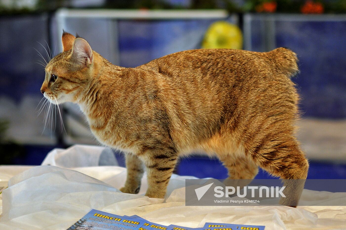 InfoKot 2014 International Cat Show