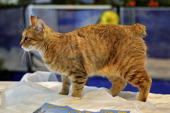 InfoKot 2014 International Cat Show