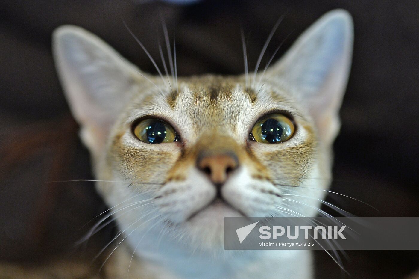 InfoKot 2014 International Cat Show