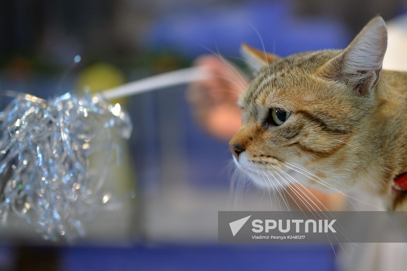 InfoKot 2014 International Cat Show