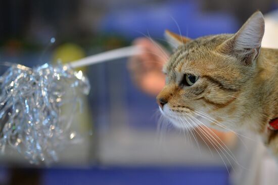 InfoKot 2014 International Cat Show