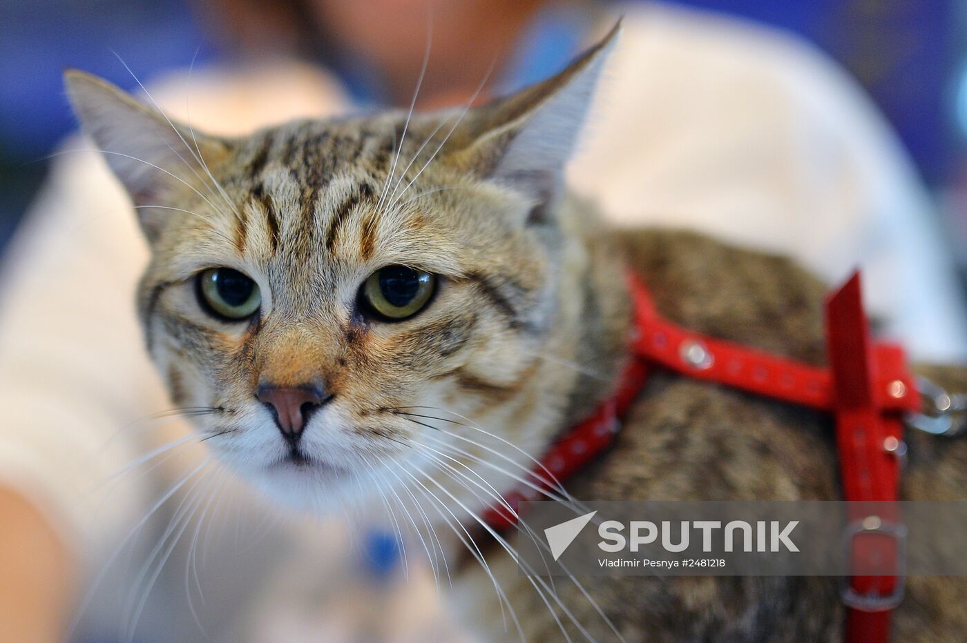 InfoKot 2014 International Cat Show