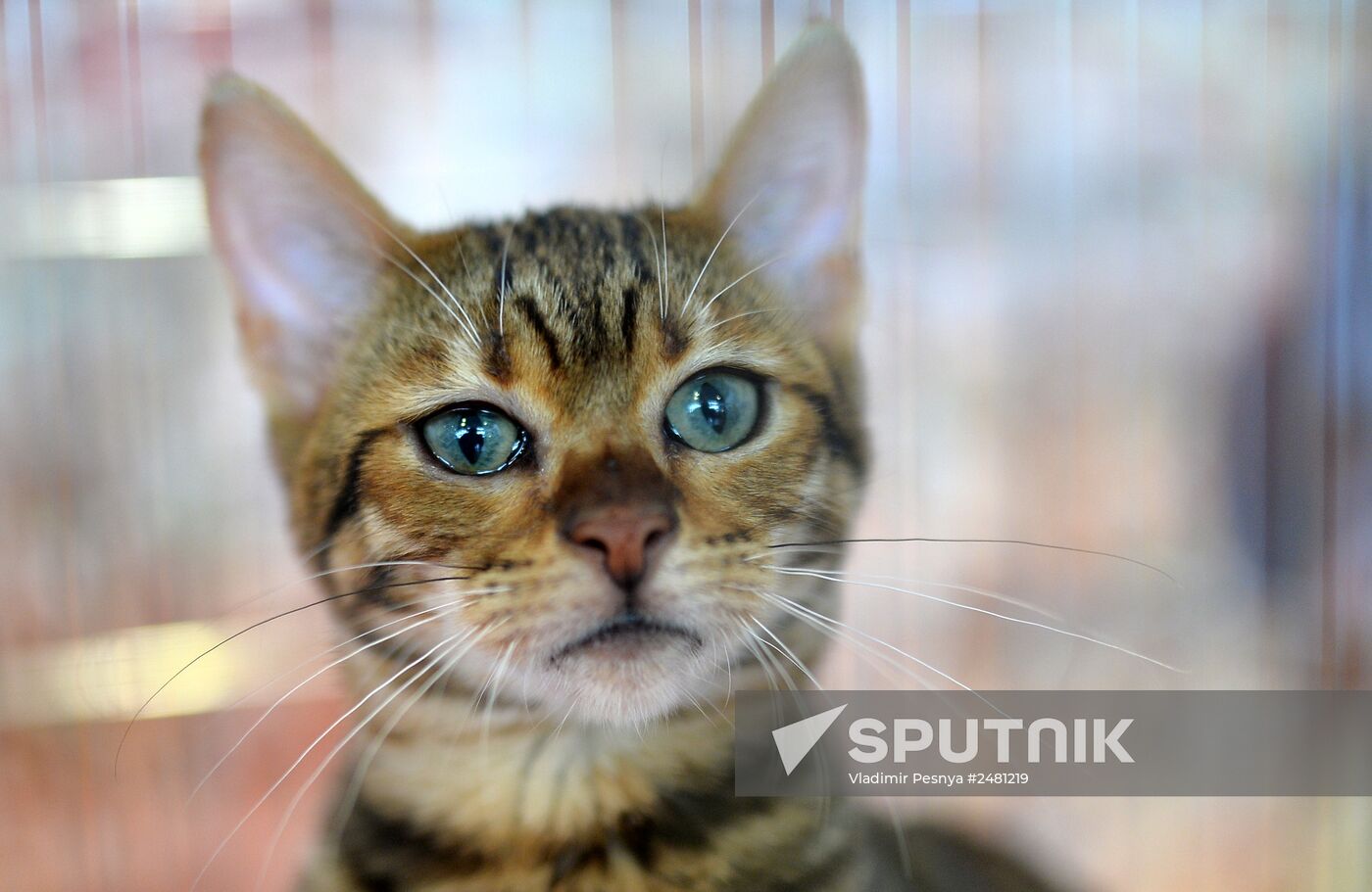 InfoKot 2014 International Cat Show