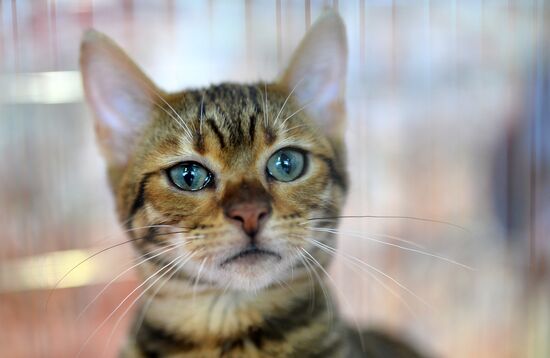 InfoKot 2014 International Cat Show