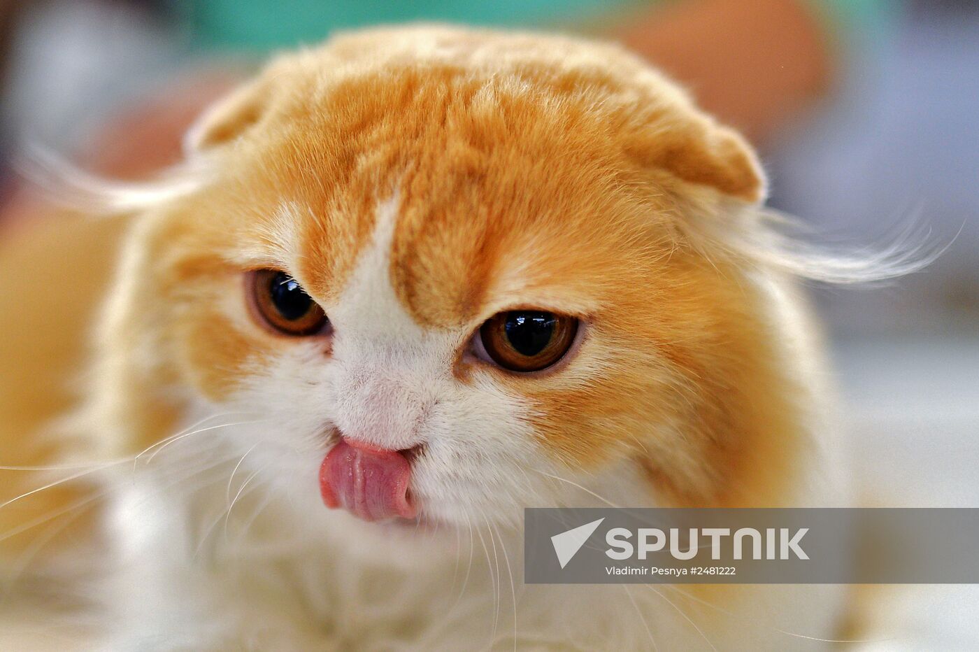 InfoKot 2014 International Cat Show