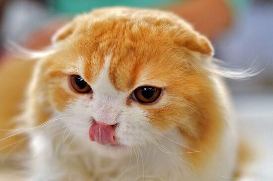 InfoKot 2014 International Cat Show