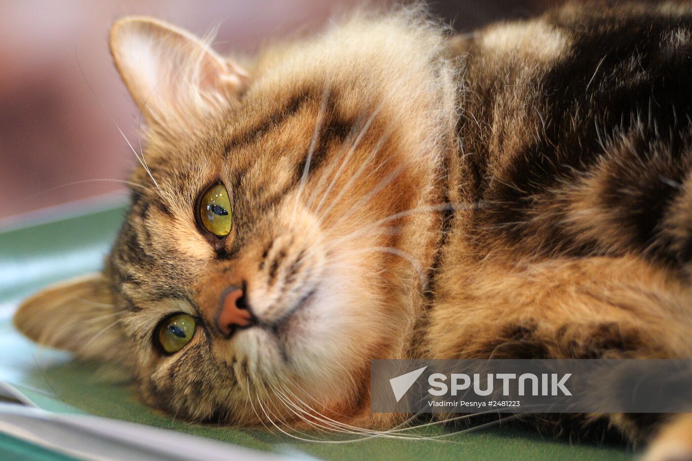 InfoKot 2014 International Cat Show