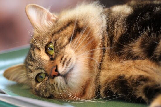 InfoKot 2014 International Cat Show