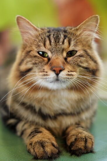 InfoKot 2014 International Cat Show