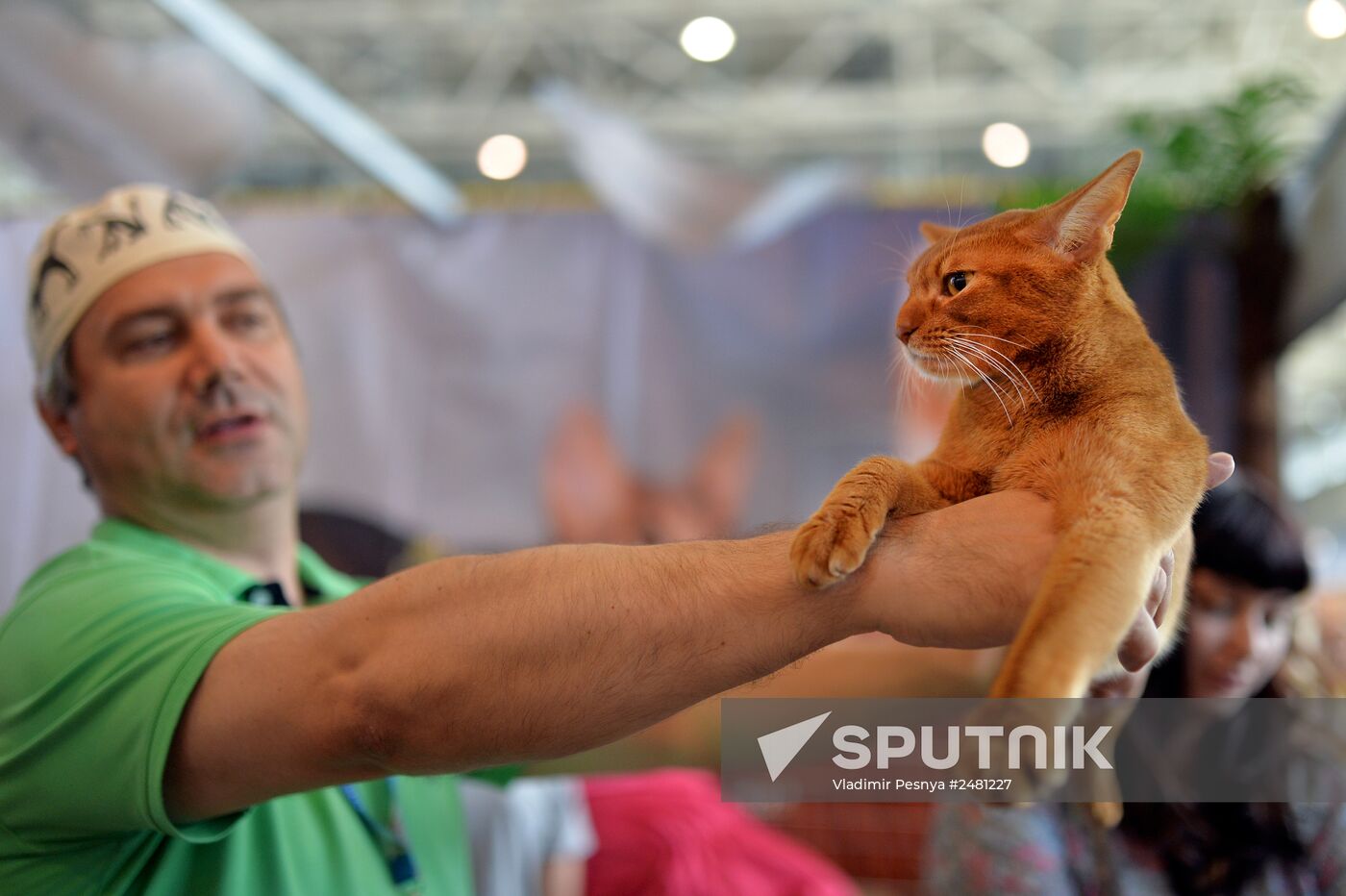 InfoKot 2014 International Cat Show