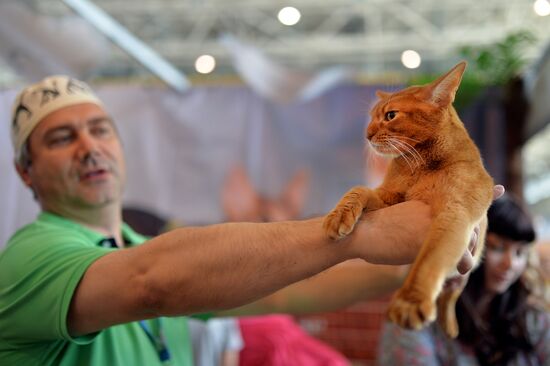 InfoKot 2014 International Cat Show