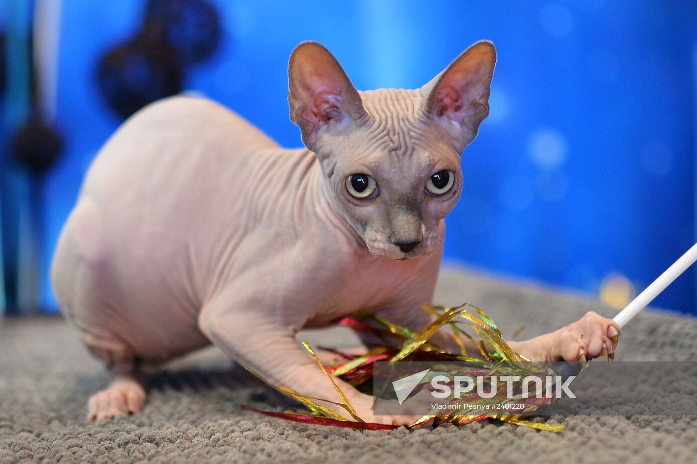 InfoKot 2014 International Cat Show