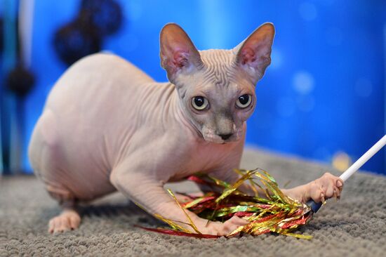 InfoKot 2014 International Cat Show