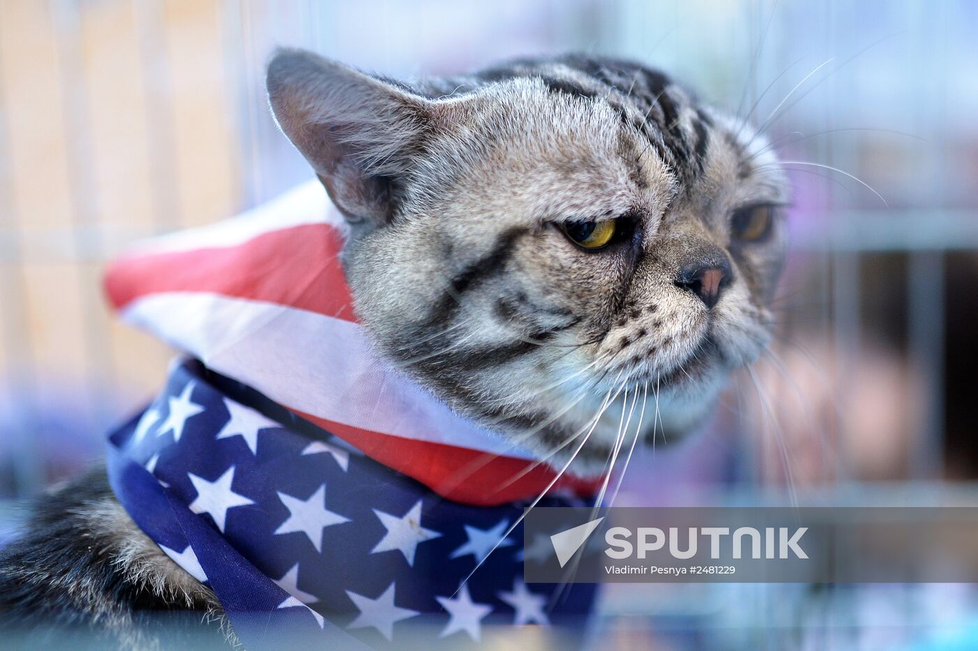 InfoKot 2014 International Cat Show