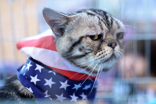 InfoKot 2014 International Cat Show