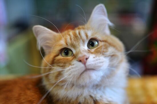 InfoKot 2014 International Cat Show