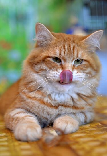 InfoKot 2014 International Cat Show