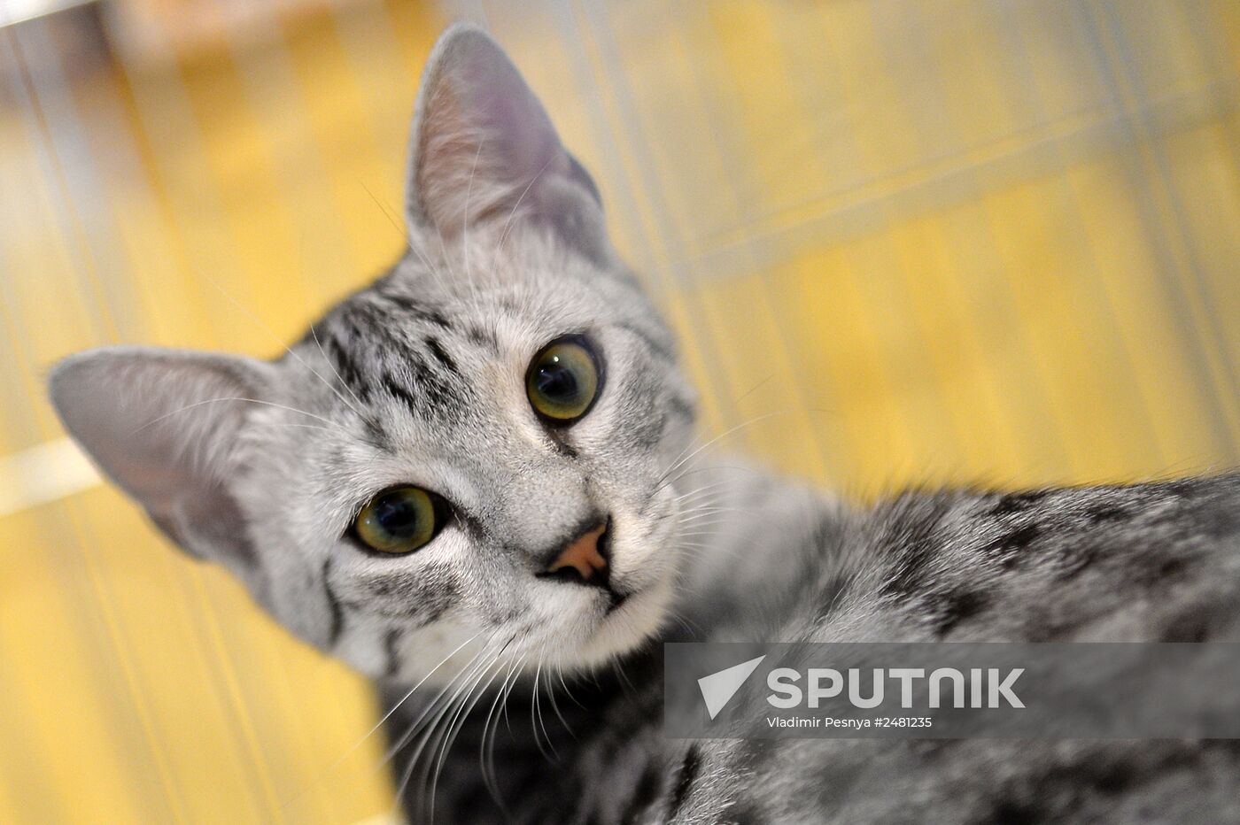 InfoKot 2014 International Cat Show