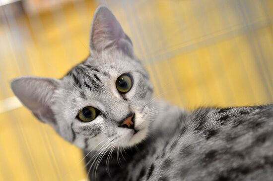 InfoKot 2014 International Cat Show