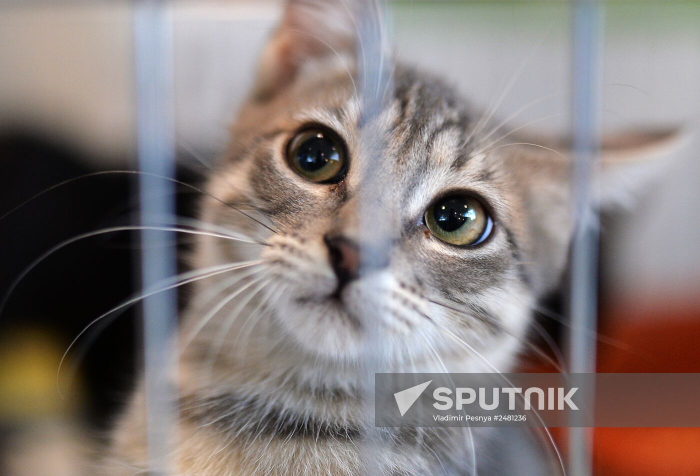 InfoKot 2014 International Cat Show