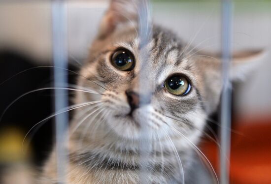 InfoKot 2014 International Cat Show