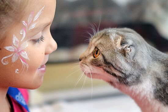 InfoKot 2014 International Cat Show