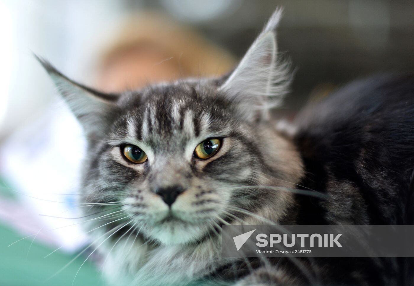 InfoKot 2014 International Cat Show
