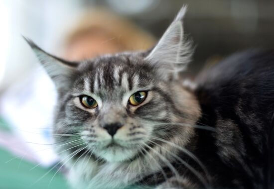 InfoKot 2014 International Cat Show