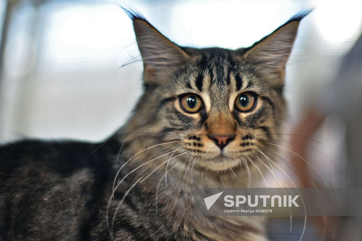 InfoKot 2014 International Cat Show