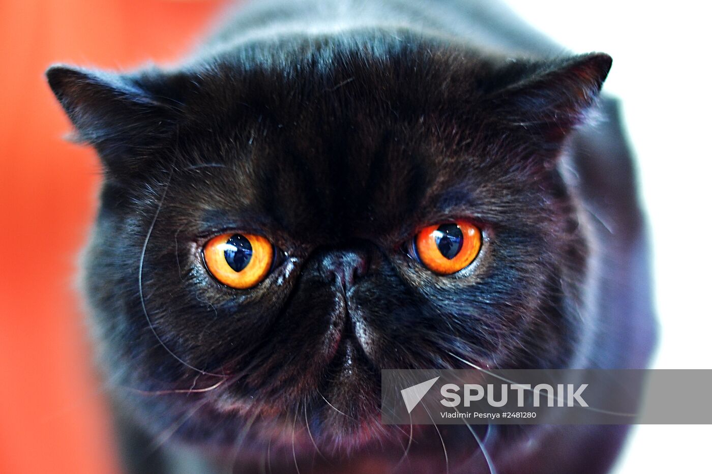 InfoKot 2014 International Cat Show