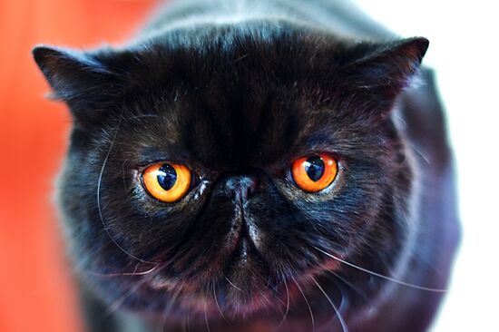 InfoKot 2014 International Cat Show