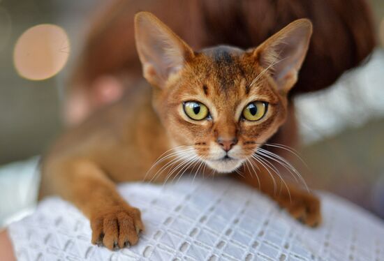 InfoKot 2014 International Cat Show