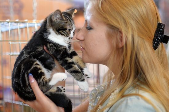 InfoKot 2014 International Cat Show