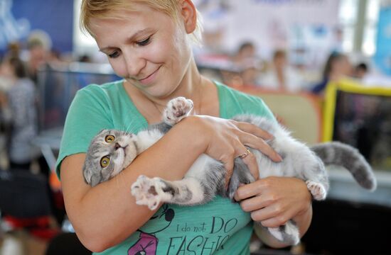 InfoKot 2014 International Cat Show