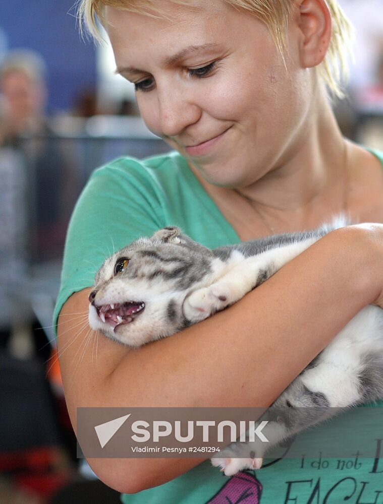 InfoKot 2014 International Cat Show