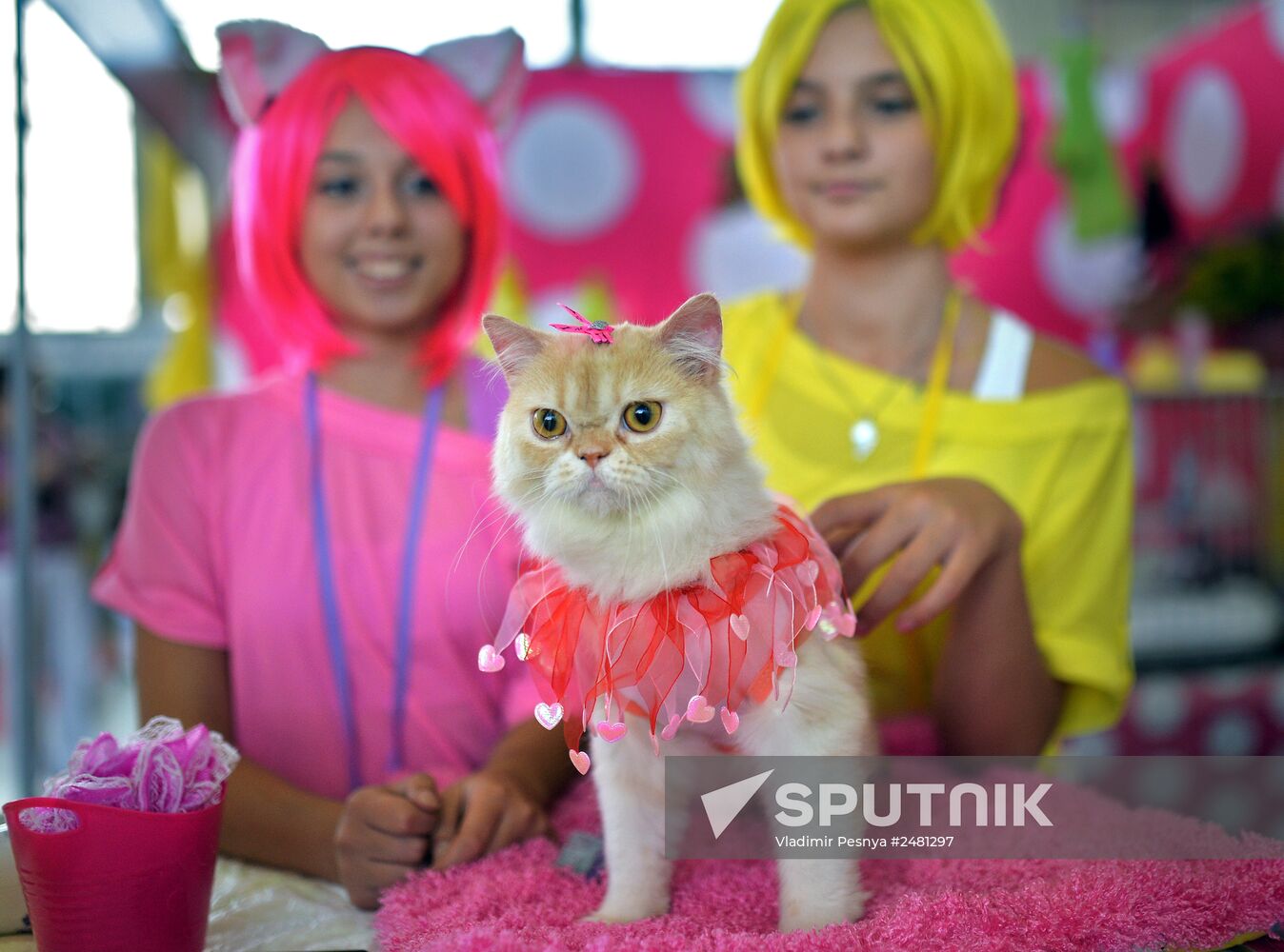 InfoKot 2014 International Cat Show