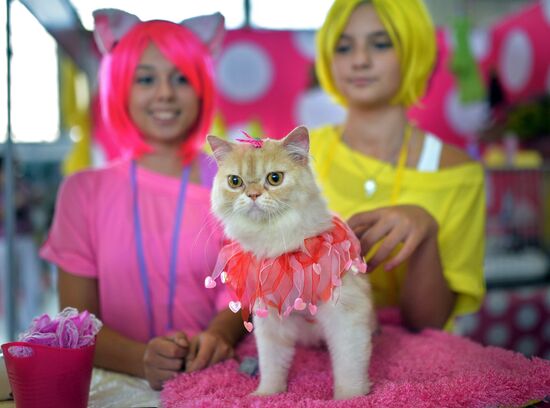 InfoKot 2014 International Cat Show
