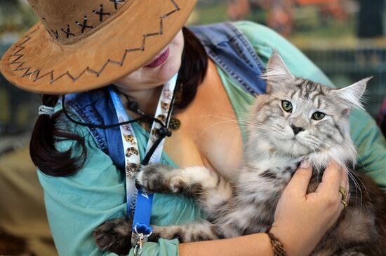 InfoKot 2014 International Cat Show