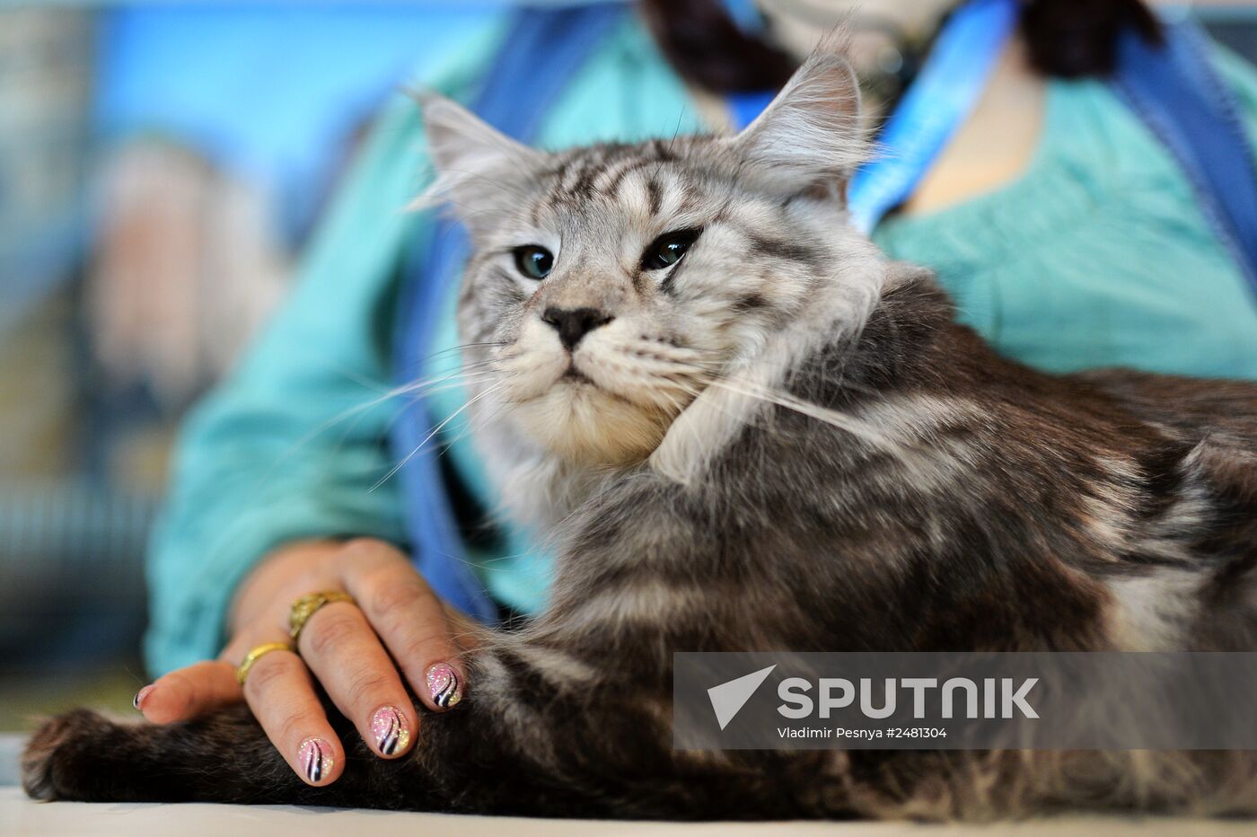 InfoKot 2014 International Cat Show