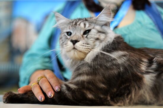 InfoKot 2014 International Cat Show