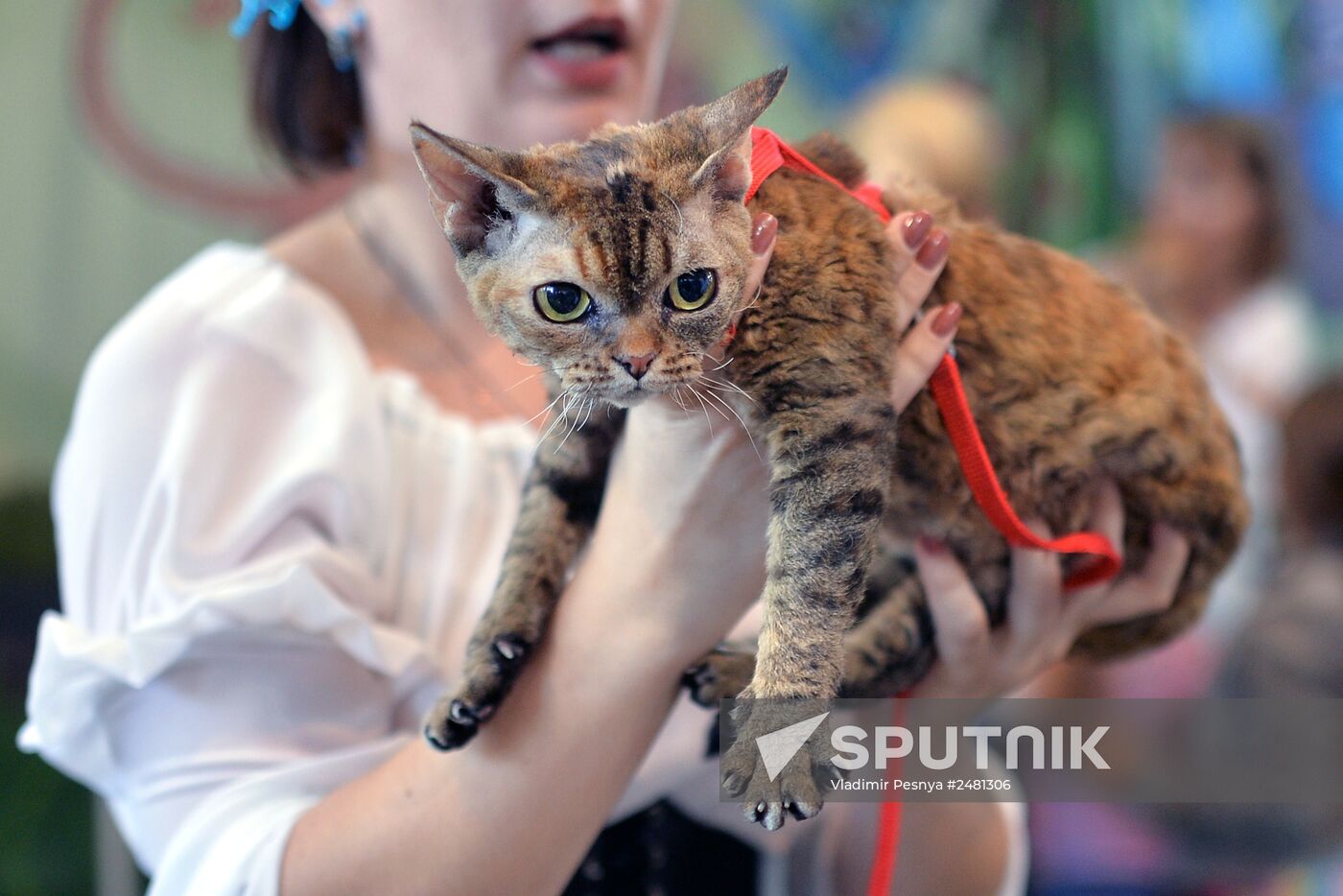 InfoKot 2014 International Cat Show