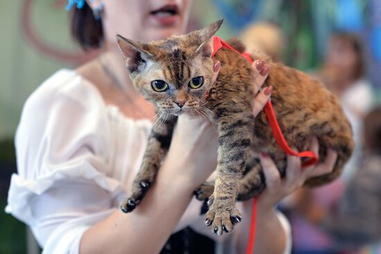 InfoKot 2014 International Cat Show