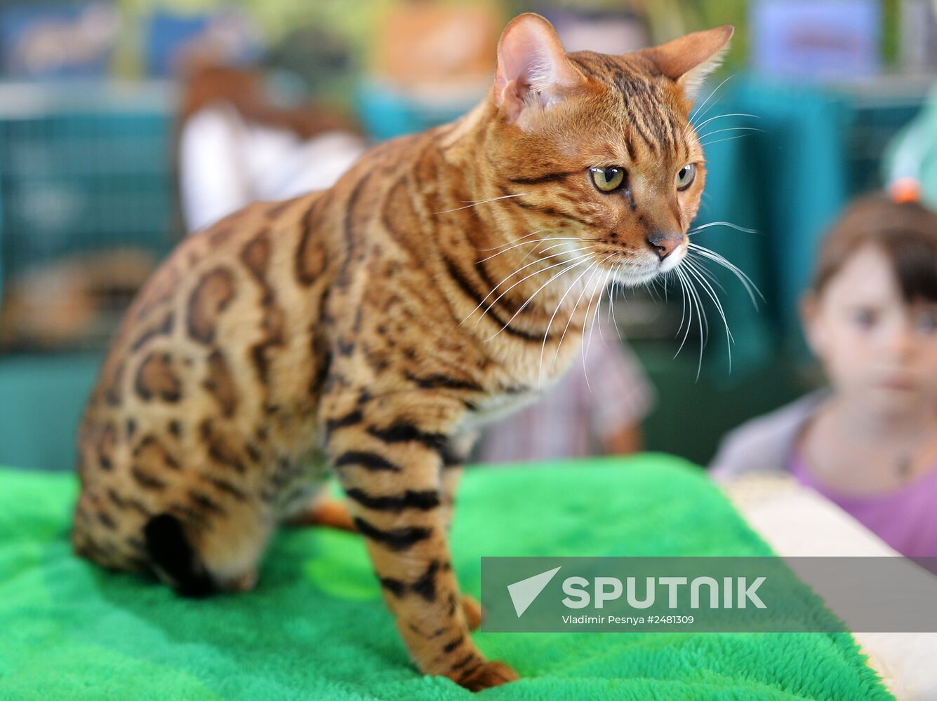 InfoKot 2014 International Cat Show