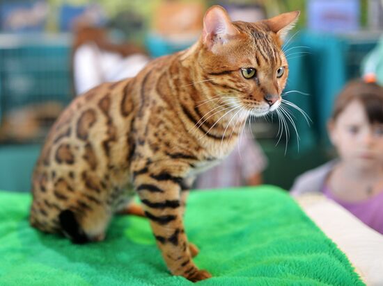 InfoKot 2014 International Cat Show
